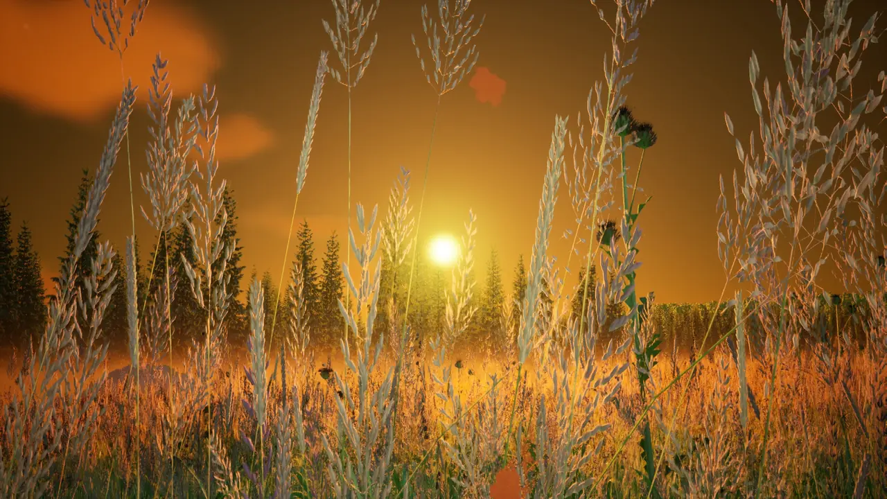 Morgensonne über den Rispen einer Wiese, dahinter ein Fichtenwald. Bild aus dem Spiel.